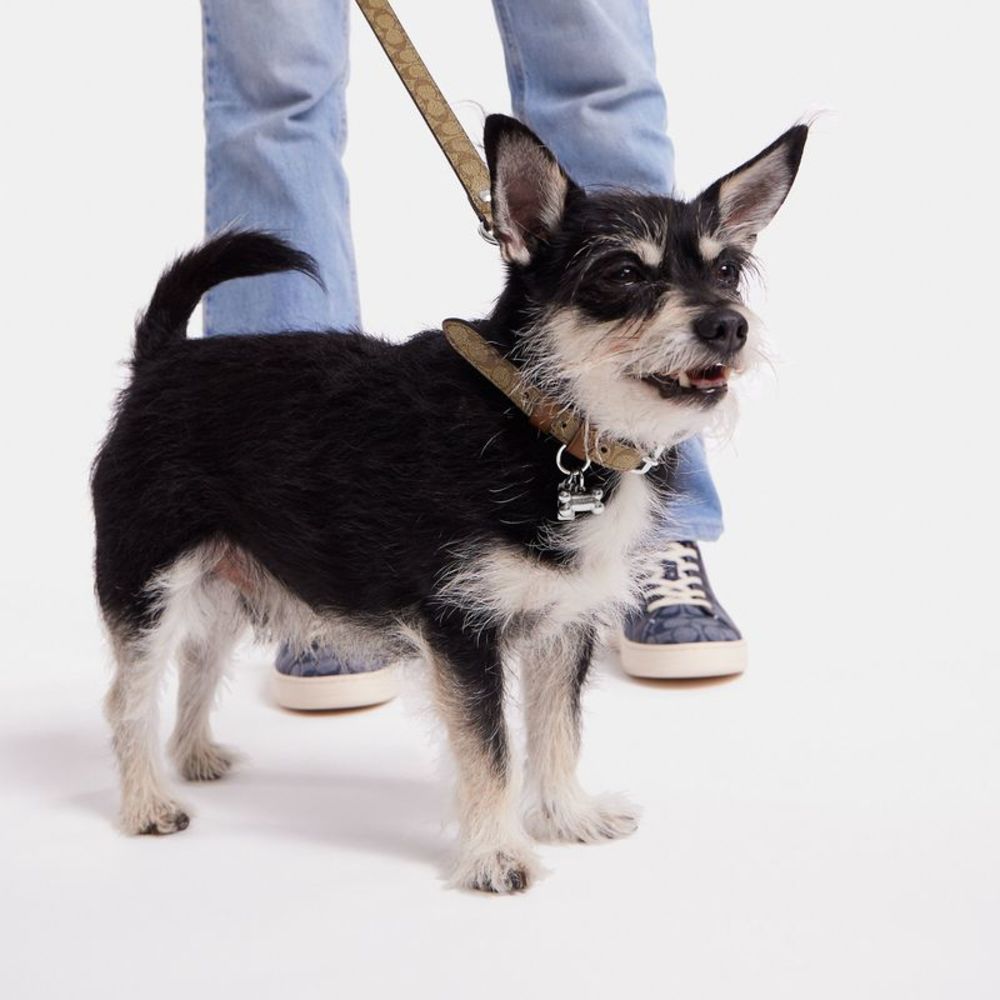 NWT Coach Outlet Boxed Small Pet Collar In Signature Canvas - Picture 3 of 5